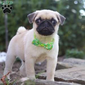Midnight, Pug Puppy